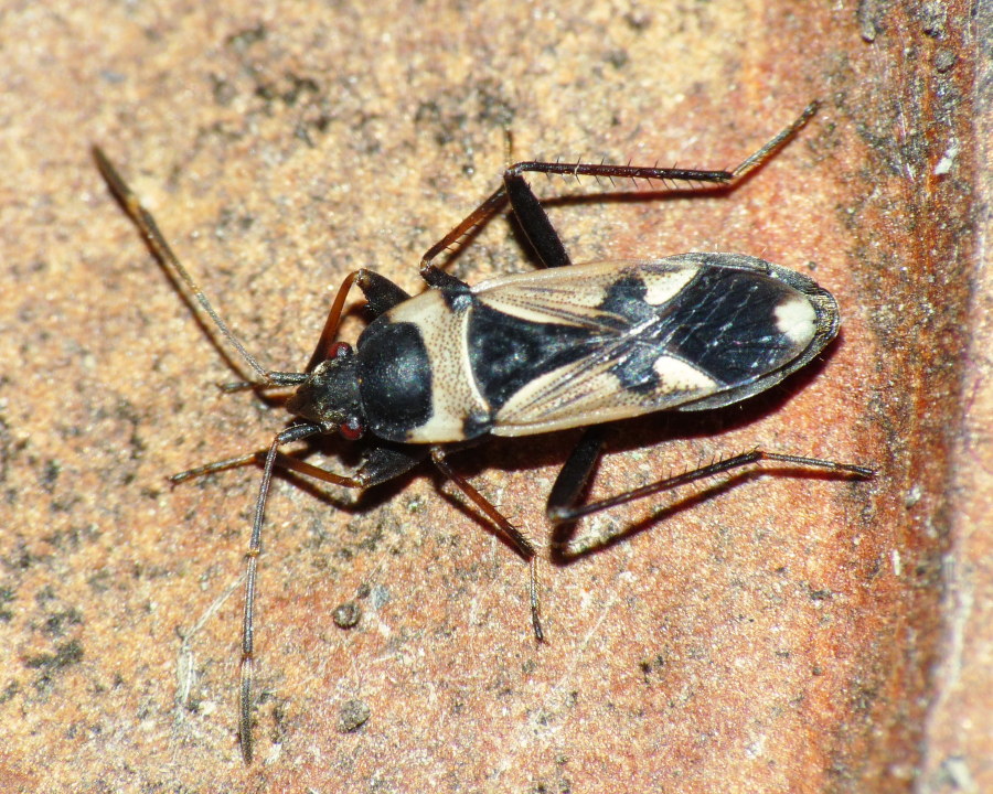 Lygaeidae: Raglius confusus della Toscana (LI)
